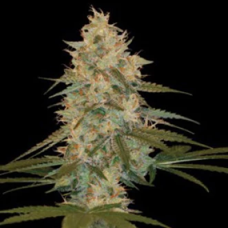 Семена конопли Auto Chocolope Feminised Silver - 500 шт